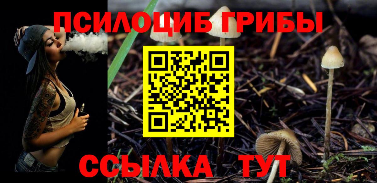 Зеленогорск  Псилоцибиновые грибы Psilocybe  Вход с VPN 